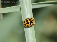 Foto: Aziatisch lieveheersbeestje [Harmonia axyridis succinea] Wijkpark holy (23jul2012)